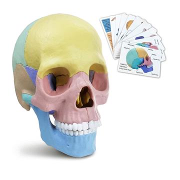 Rompecabezas 3D Modelo Anatómico del Cráneo Humano 55633 OEM